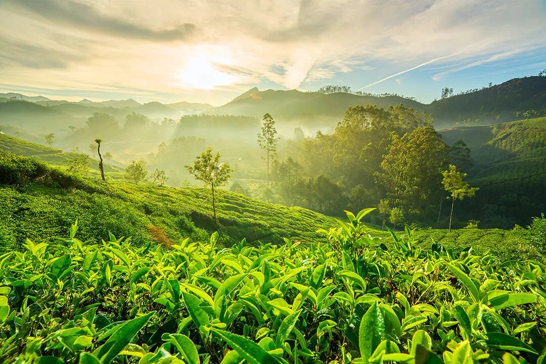Kerala tour